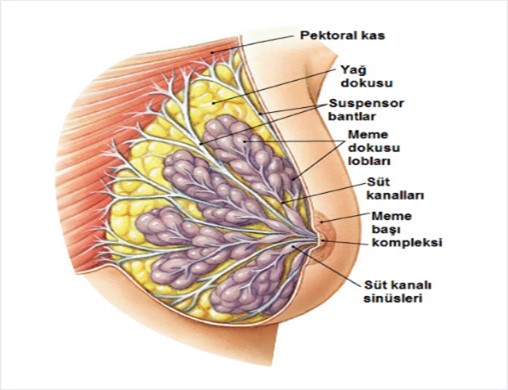 Meme Anatomisi ve Fizyolojisi